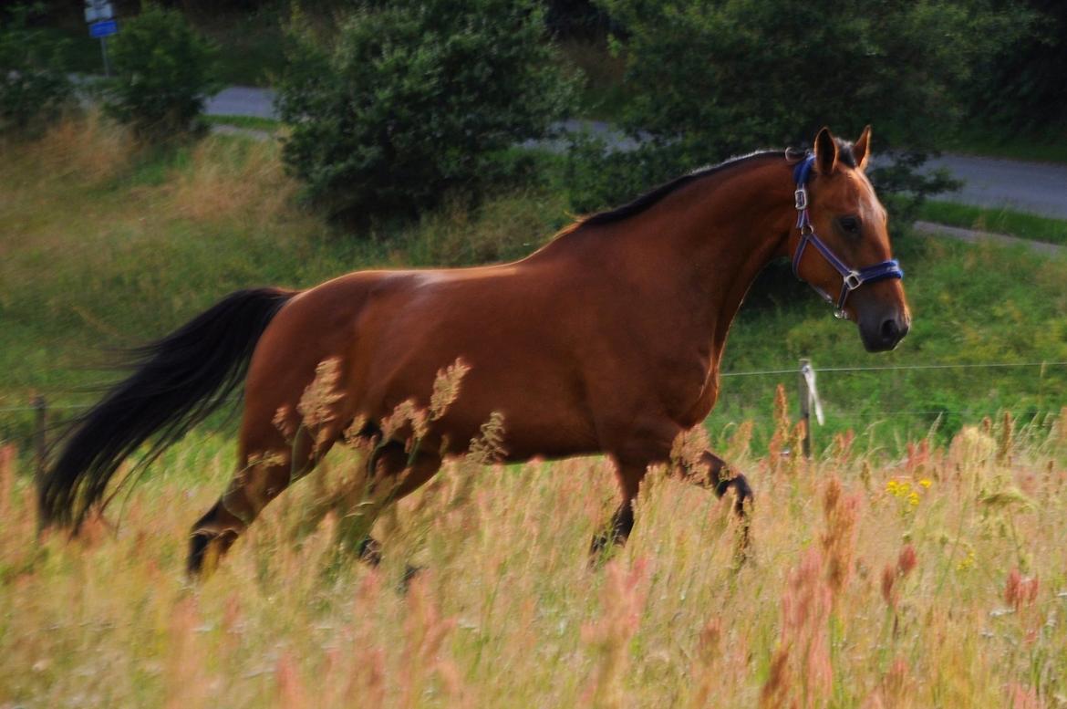 Traver Impact Kronos billede 13