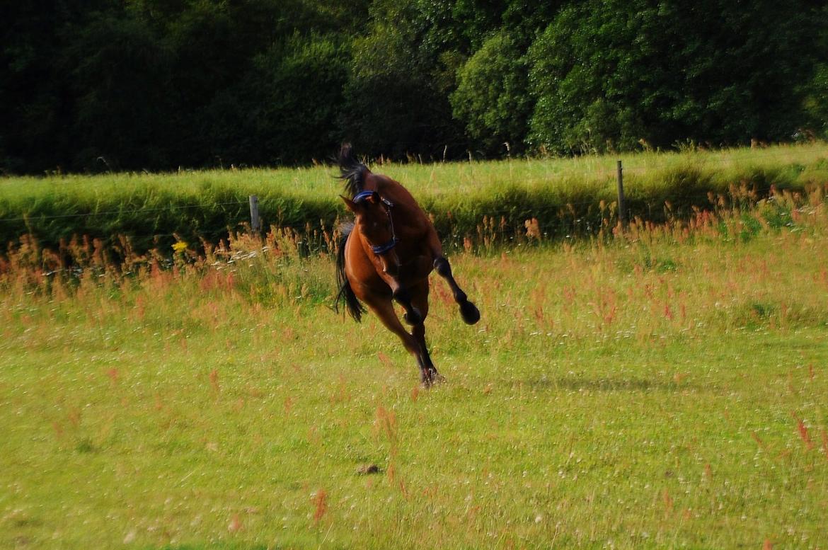 Traver Impact Kronos billede 11