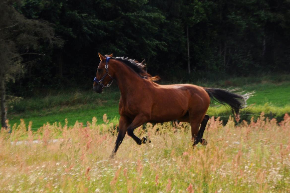 Traver Impact Kronos billede 18