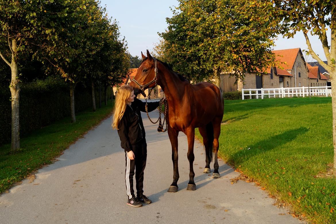 Dansk Varmblod Catlon Ravnes-have - Aflivet billede 1