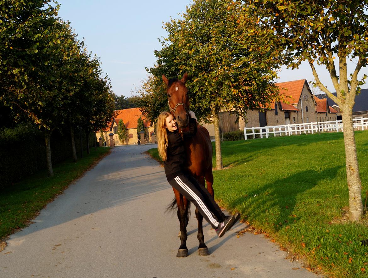 Dansk Varmblod Catlon Ravnes-have - Aflivet billede 8