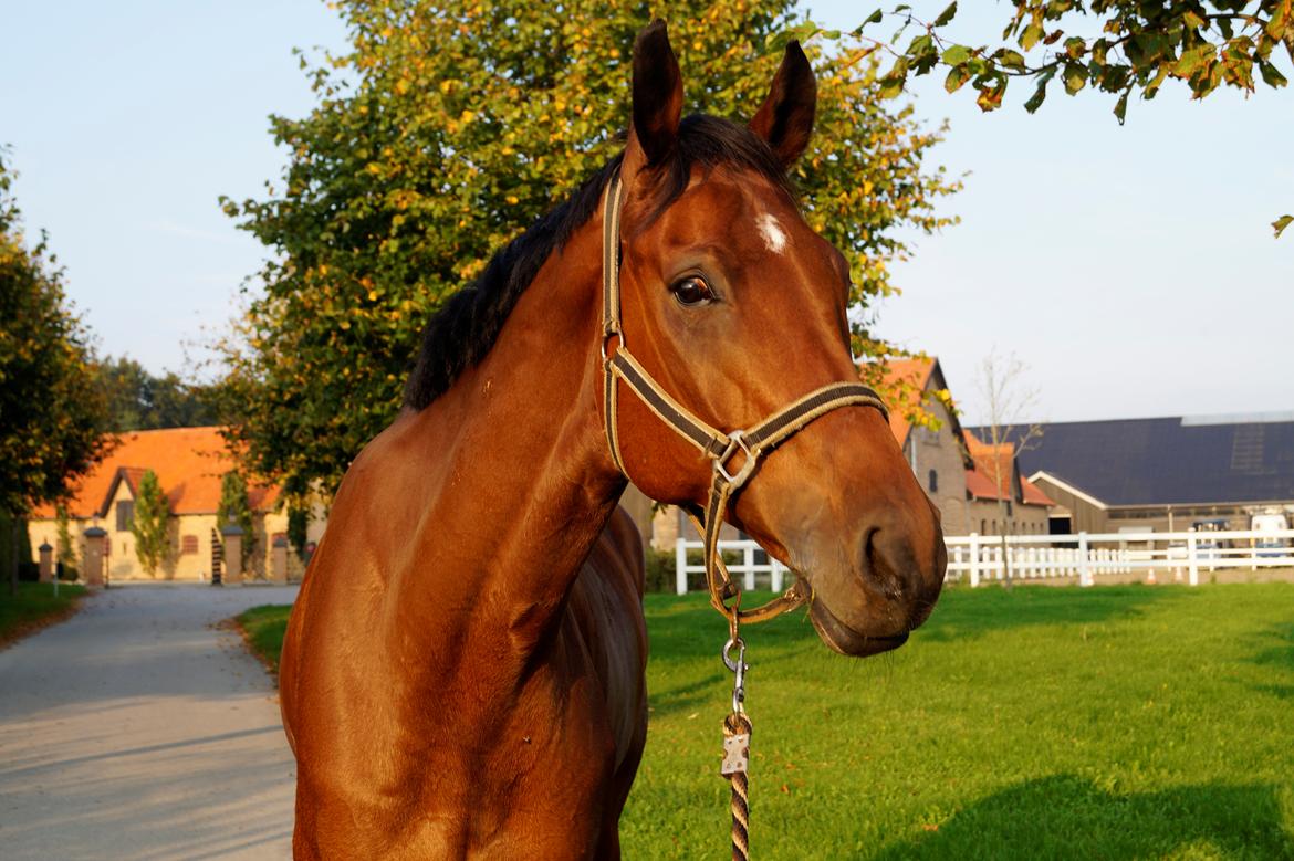 Dansk Varmblod Catlon Ravnes-have - Aflivet billede 4