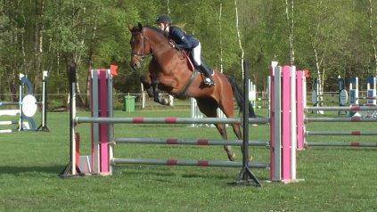 Dansk Varmblod Catlon Ravnes-have - Aflivet - Brande sommer 2014 billede 16