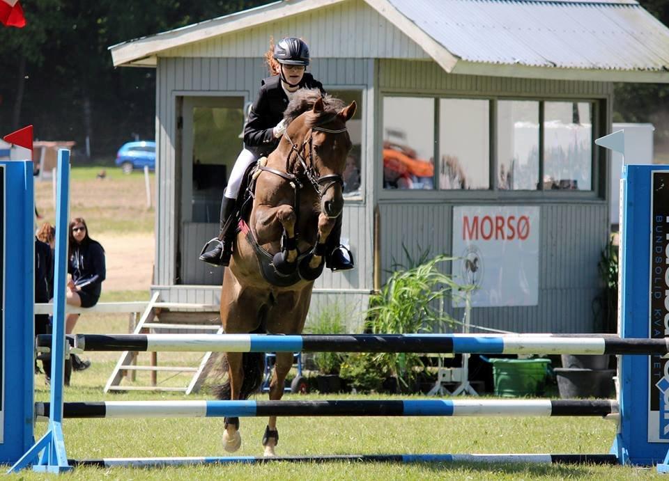 DSP Kærvangs GoldenFox - Morsø 2014 <3 billede 13