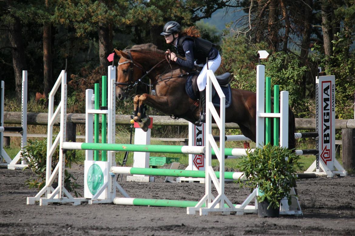 DSP Kærvangs GoldenFox - LB* i Randers <3 billede 2