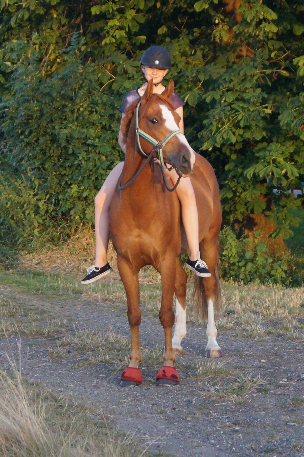 DSP Lintrupgaards spirit - verdens bedste makker!  billede 15