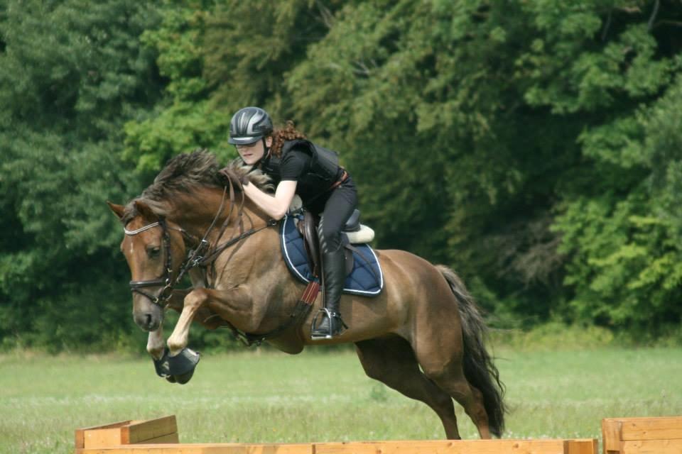 DSP Kærvangs GoldenFox - Første gang på militarybanen - Vilhelmsborg, sommerlejr 2014 billede 11
