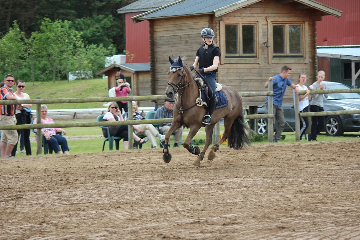 DSP Kærvangs GoldenFox - Familiedag på efterskolen <3 Sikke en lækker springpony jeg har! (og jeg ser mega skarp ud, ja...) billede 7
