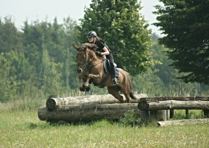 DSP Kærvangs GoldenFox - Over træstamme på militarybanen :) <3 billede 9