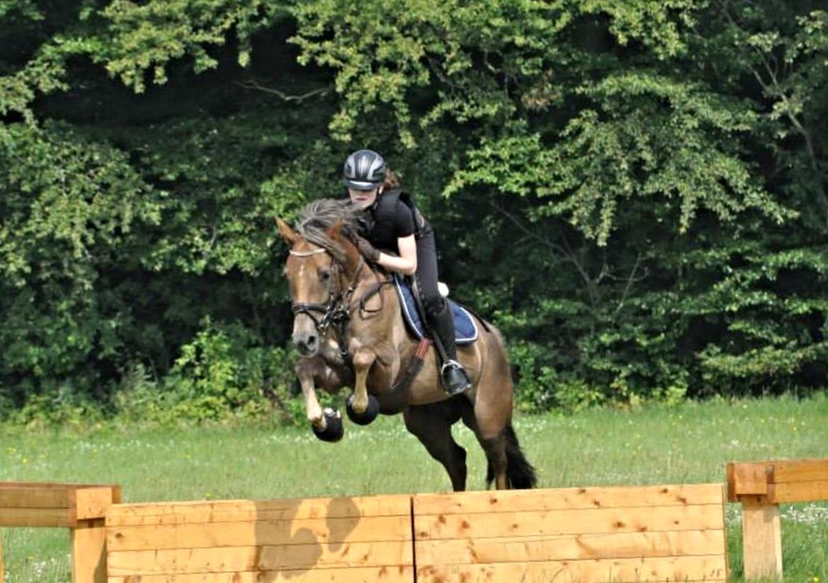 DSP Kærvangs GoldenFox - Juhuu! :D billede 17