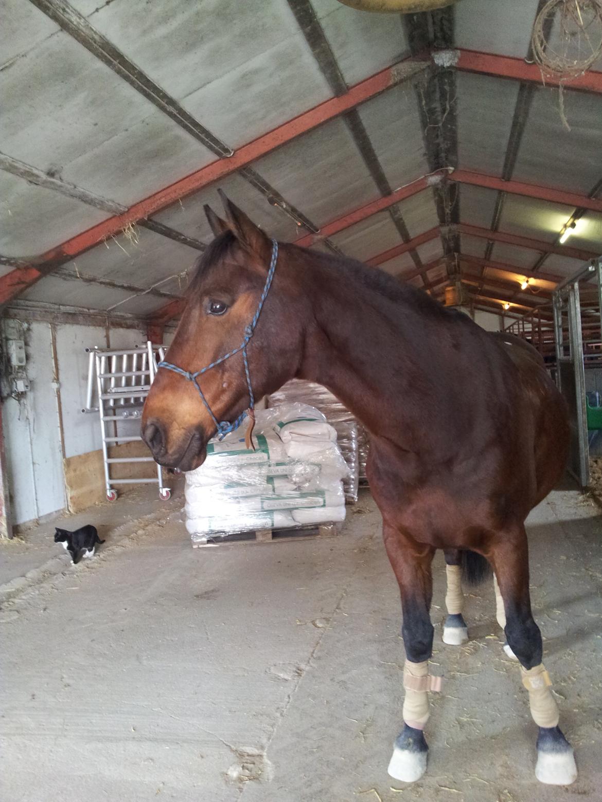 Anden særlig race Winston billede 12