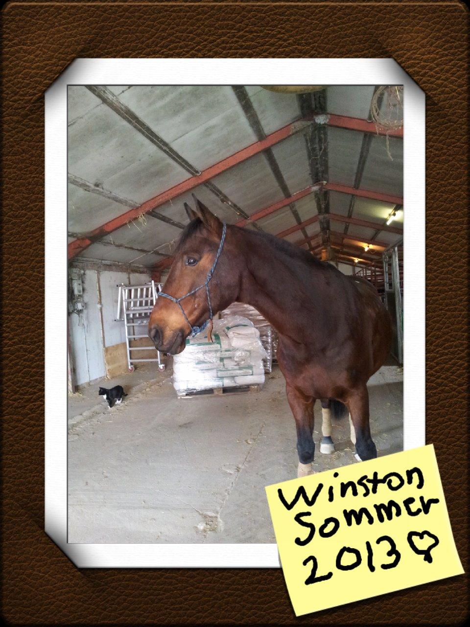 Anden særlig race Winston billede 14