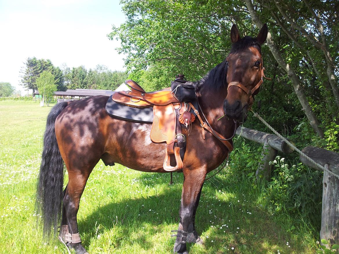 Anden særlig race Winston billede 15