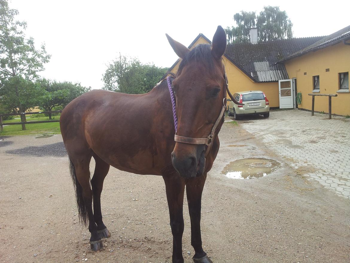 Anden særlig race Winston billede 17