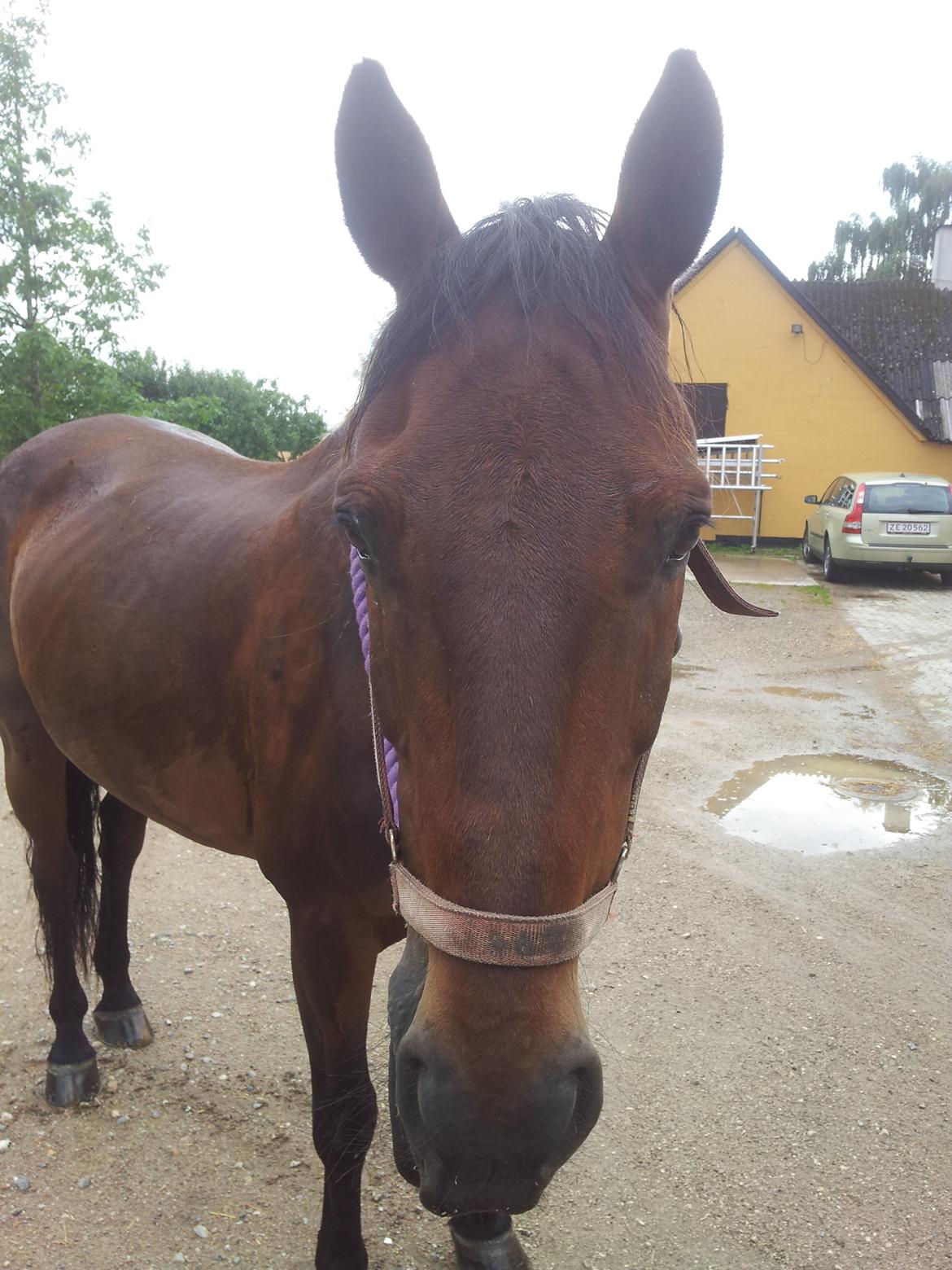 Anden særlig race Winston billede 18