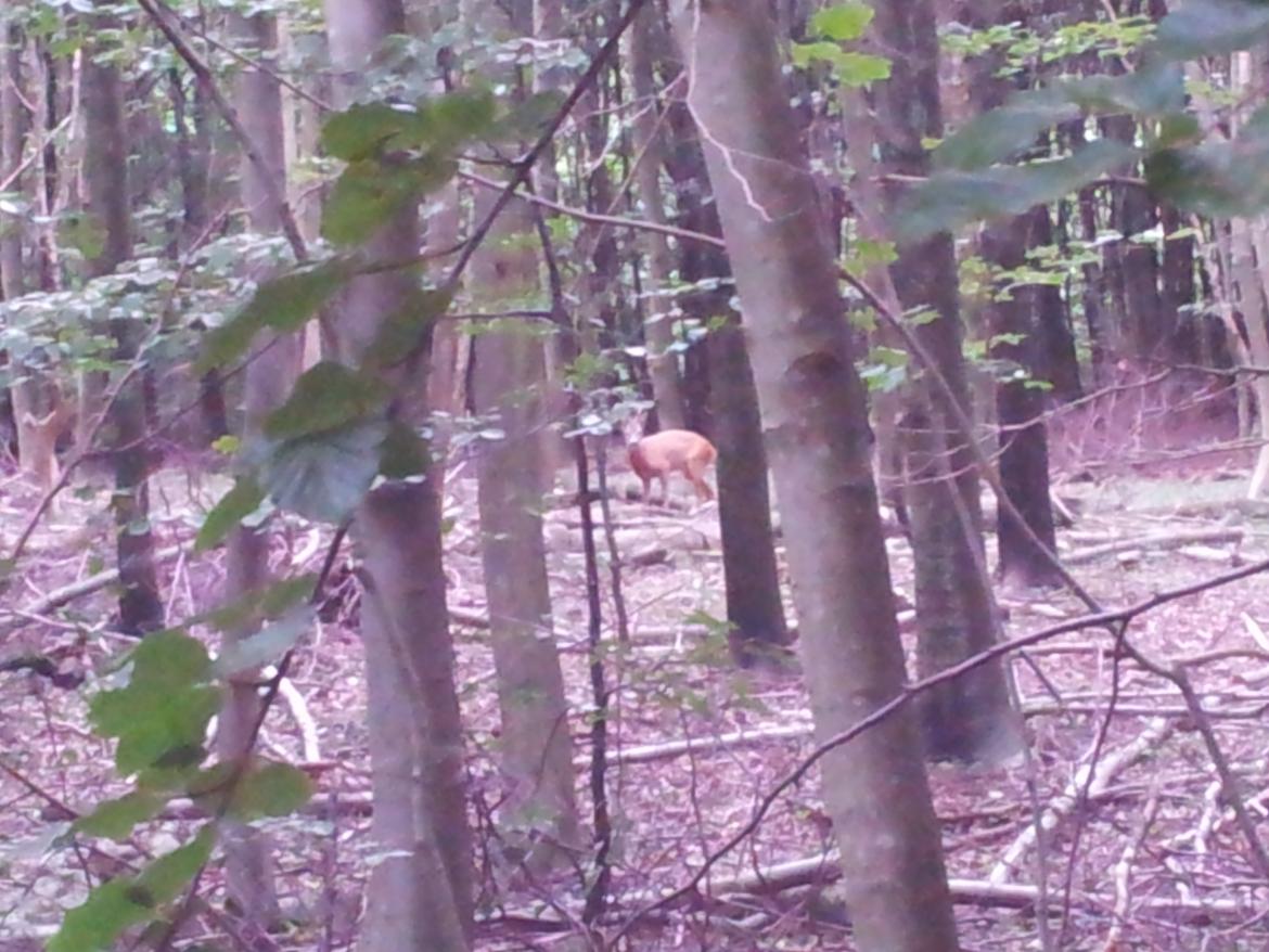 Anden særlig race Winston billede 19