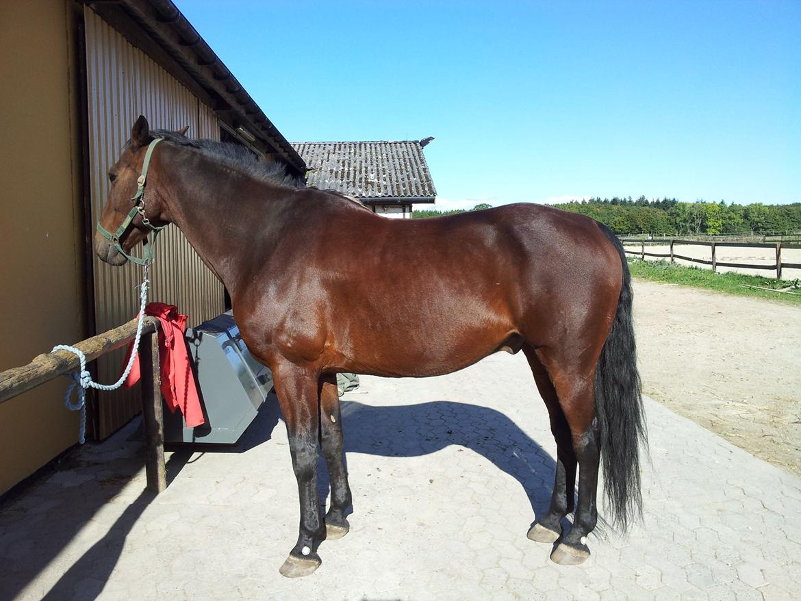 Anden særlig race Winston billede 25