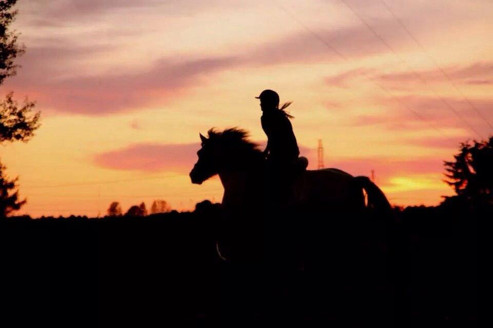 Fjordhest • Emma Godthaab  - <3 Stubmarksgalop, september 2014. billede 3