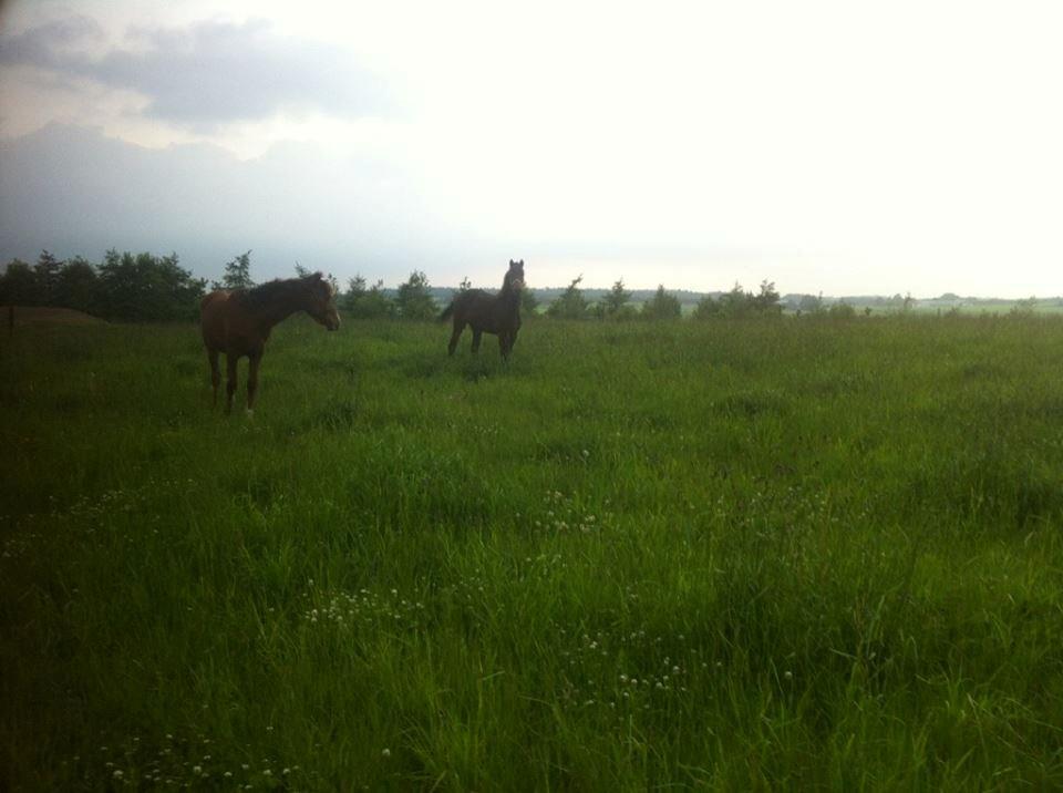 Dansk Varmblod Sumika Søttrupgård - Lige ankommet, første dag på fold, med Eleonora :) billede 8