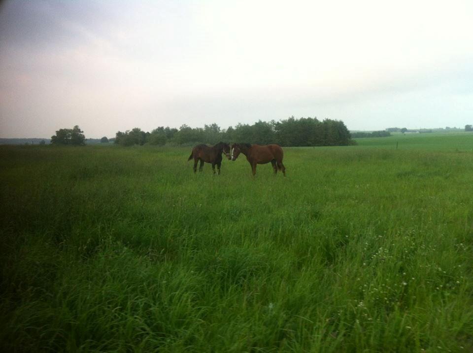 Dansk Varmblod Sumika Søttrupgård - Lige ankommet, første dag på fold, med Eleonora :) billede 7