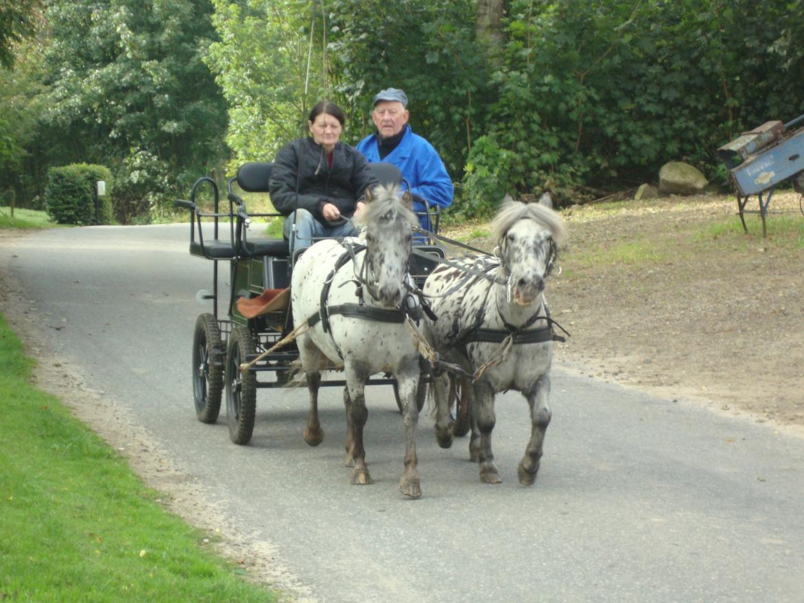 Knabstrupper Josefine ( solgt for bekendt ) - 11-09-2014 billede 3