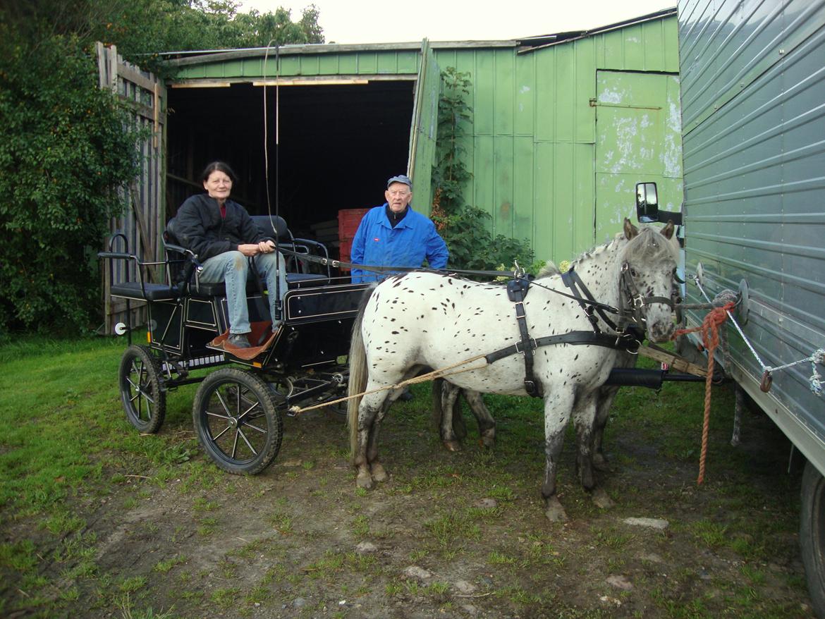 Knabstrupper Josefine ( solgt for bekendt ) - 11-09-2014 billede 2