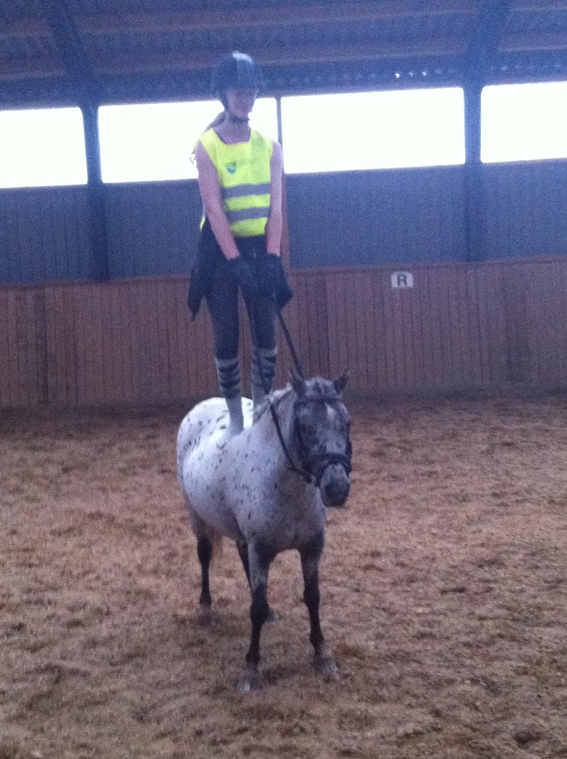 Knabstrupper Josefine ( solgt for bekendt ) - 07-09-2014 billede 5