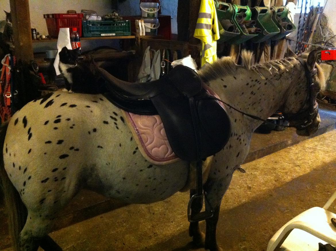 Knabstrupper Josefine ( solgt for bekendt ) - 07-09-2014 billede 4