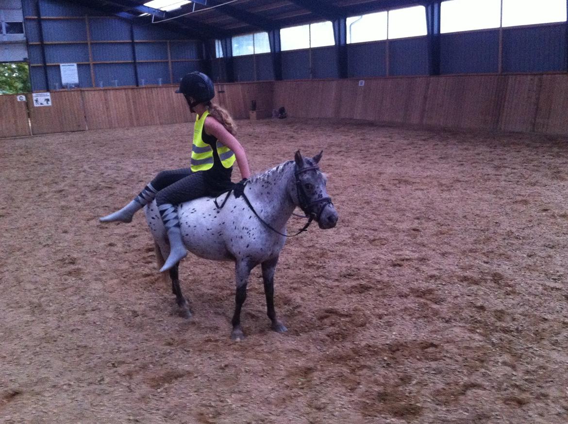 Knabstrupper Josefine ( solgt for bekendt ) - 07-09-2014 billede 7