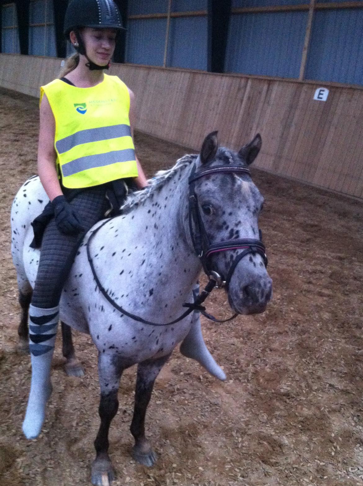 Knabstrupper Josefine ( solgt for bekendt ) - 07-09-2014 billede 8