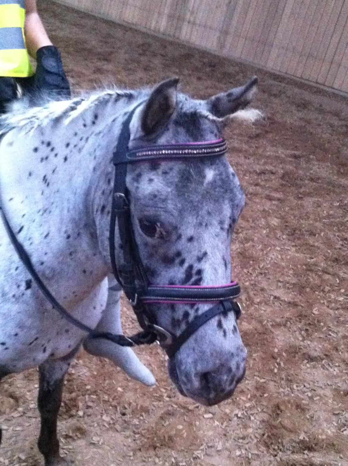 Knabstrupper Josefine ( solgt for bekendt ) - 07-09-2014 billede 1