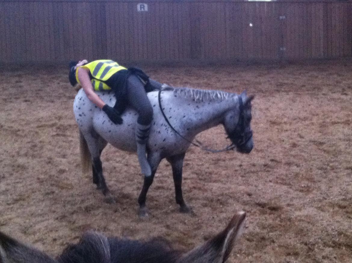 Knabstrupper Josefine ( solgt for bekendt ) - 07-09-2014 billede 6