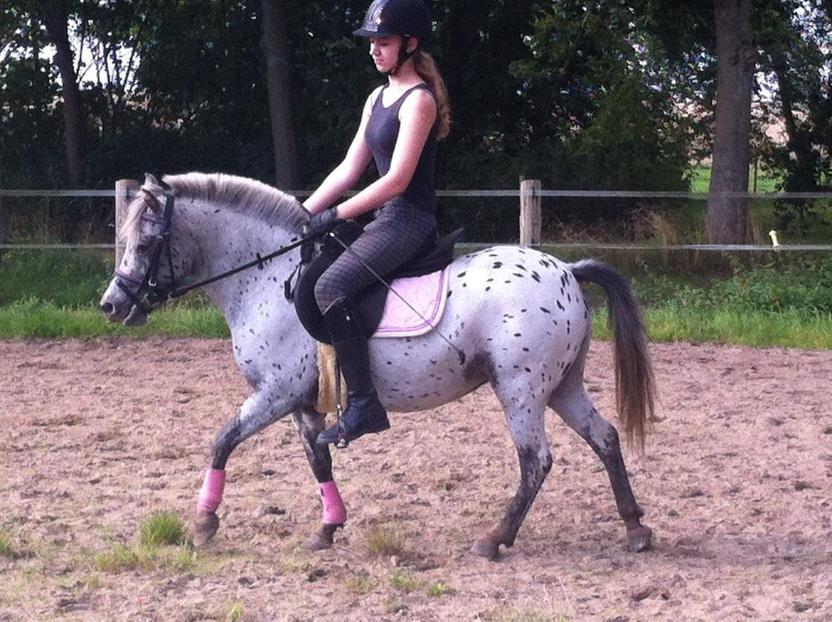 Knabstrupper Josefine ( solgt for bekendt ) - 06-09-2014 billede 9