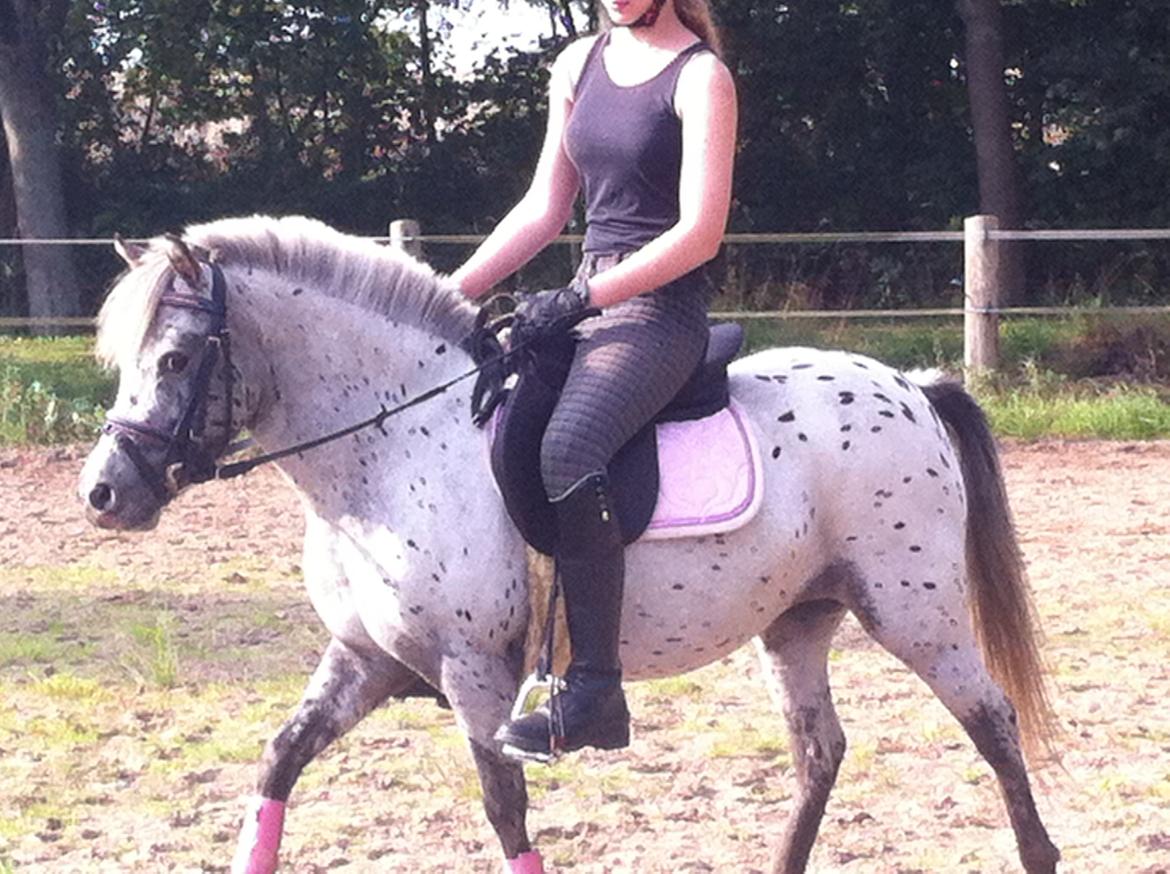 Knabstrupper Josefine ( solgt for bekendt ) - 06-09-2014 billede 10