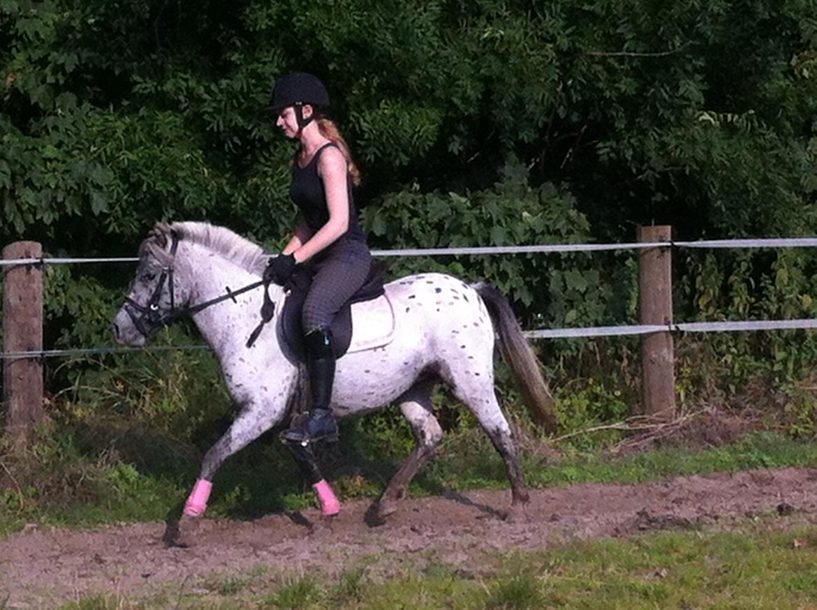 Knabstrupper Josefine ( solgt for bekendt ) - 06-09-2014 billede 12