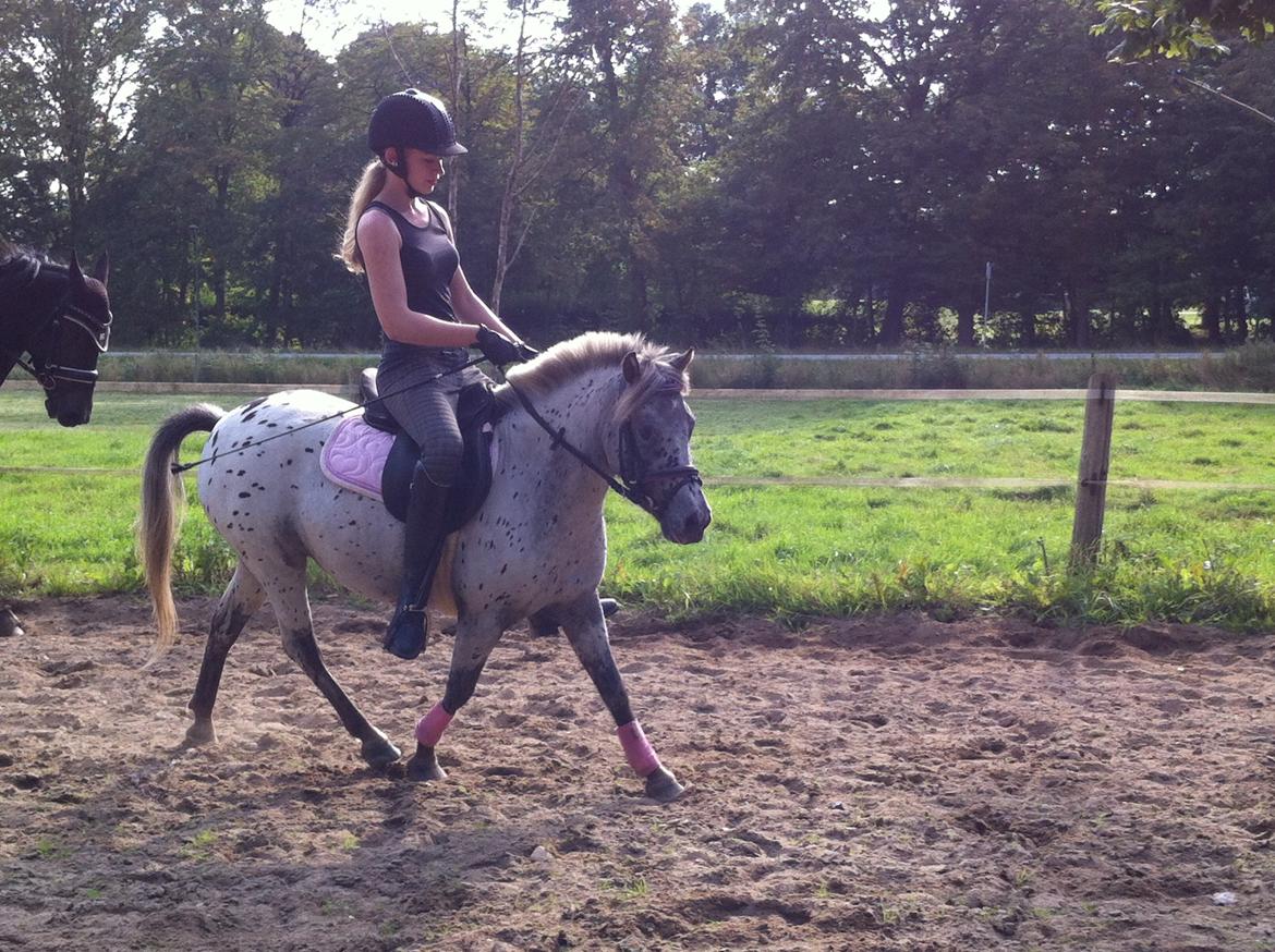 Knabstrupper Josefine ( solgt for bekendt ) - 06-09-2014 billede 13