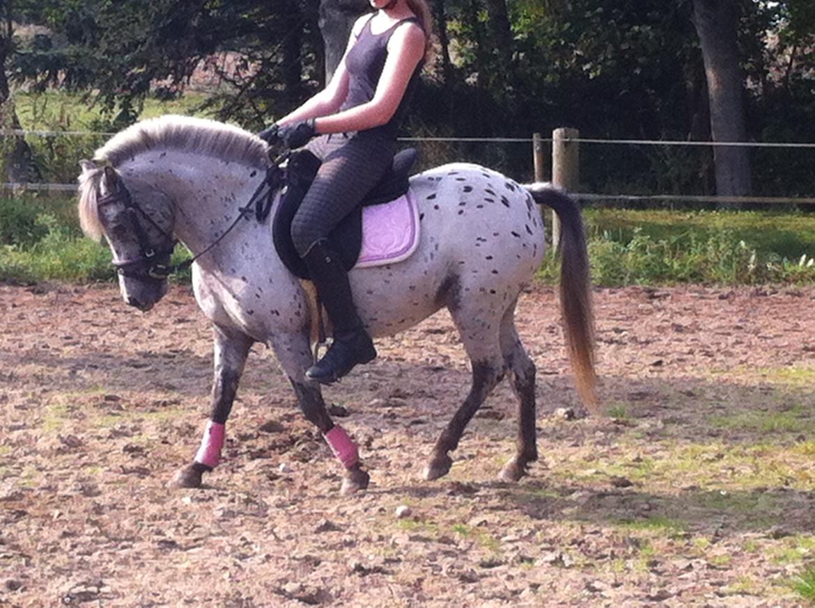 Knabstrupper Josefine ( solgt for bekendt ) - 06-09-2014 billede 11