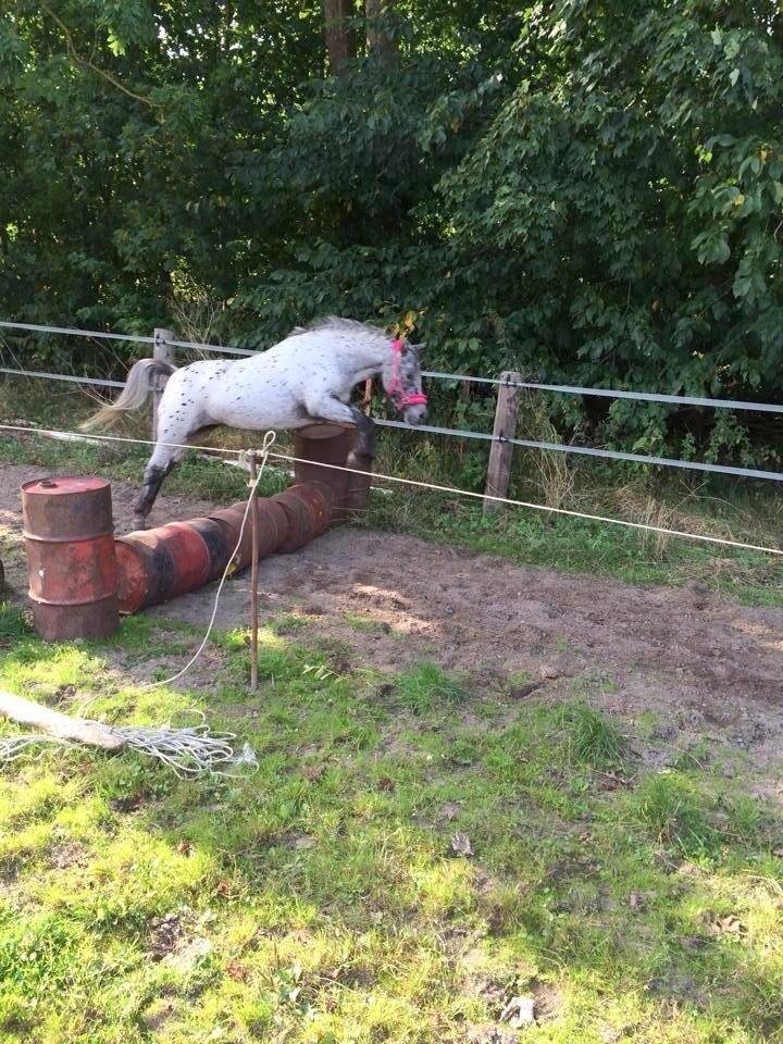 Knabstrupper Josefine ( solgt for bekendt ) - 17-09-2014 billede 14