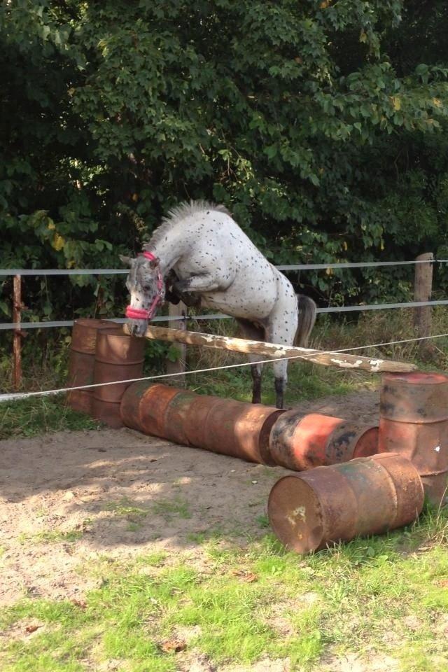 Knabstrupper Josefine ( solgt for bekendt ) - 17-09-2014 billede 15