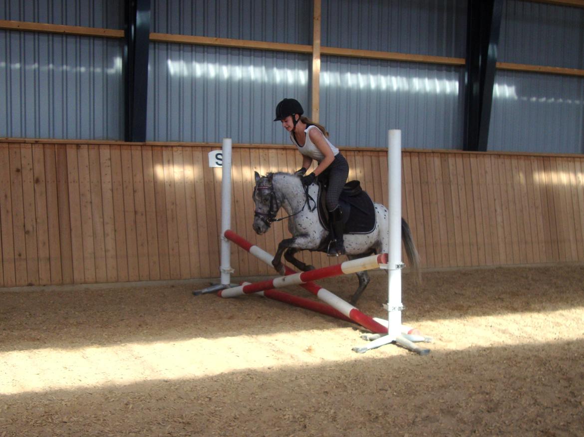 Knabstrupper Josefine ( solgt for bekendt ) - 21-09-2014 billede 16