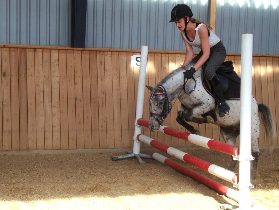 Knabstrupper Josefine ( solgt for bekendt ) - 21-09-2014 billede 18