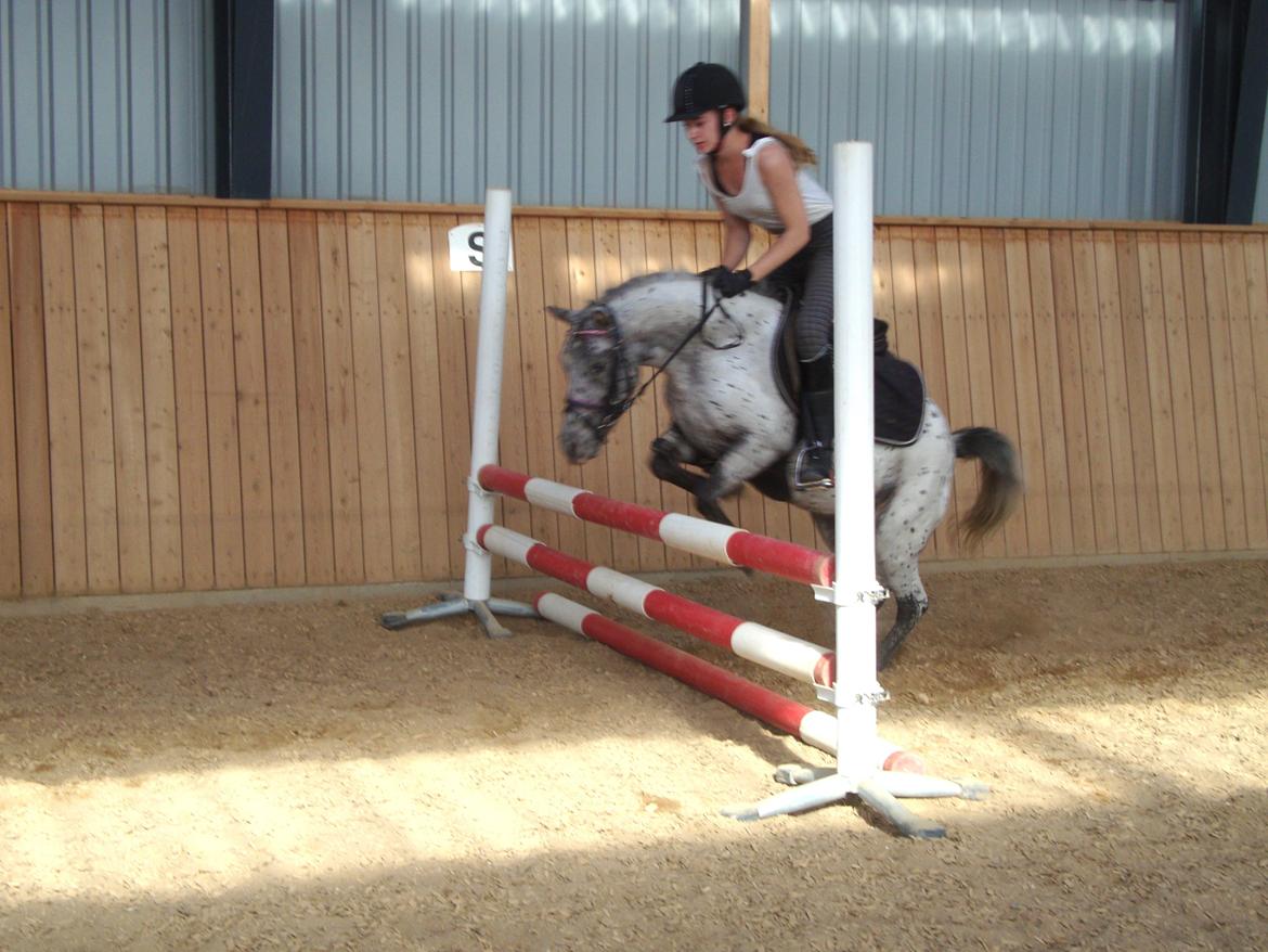 Knabstrupper Josefine ( solgt for bekendt ) - 21-09-2014 billede 17