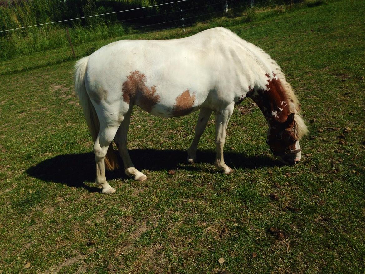 Pinto Diva Pigen - på folden billede 8