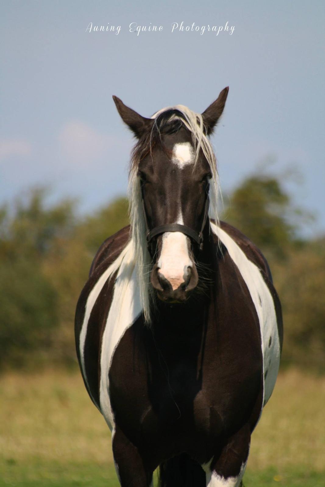 Tobiano Friesian Skovbjerggaard's Ginger billede 10