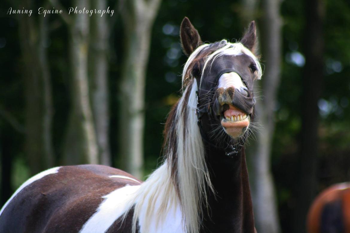 Tobiano Friesian Skovbjerggaard's Ginger billede 11