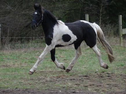 Barockpinto Rialto Bertram - Den glade Rialto på folden billede 1
