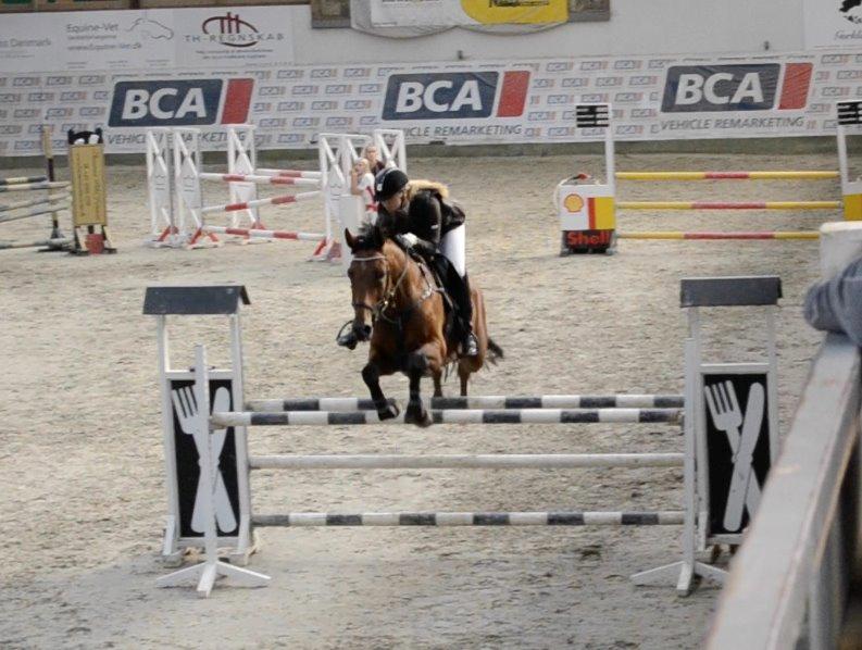 Hollandsk Varmblod Quiben Z - La* billede 9