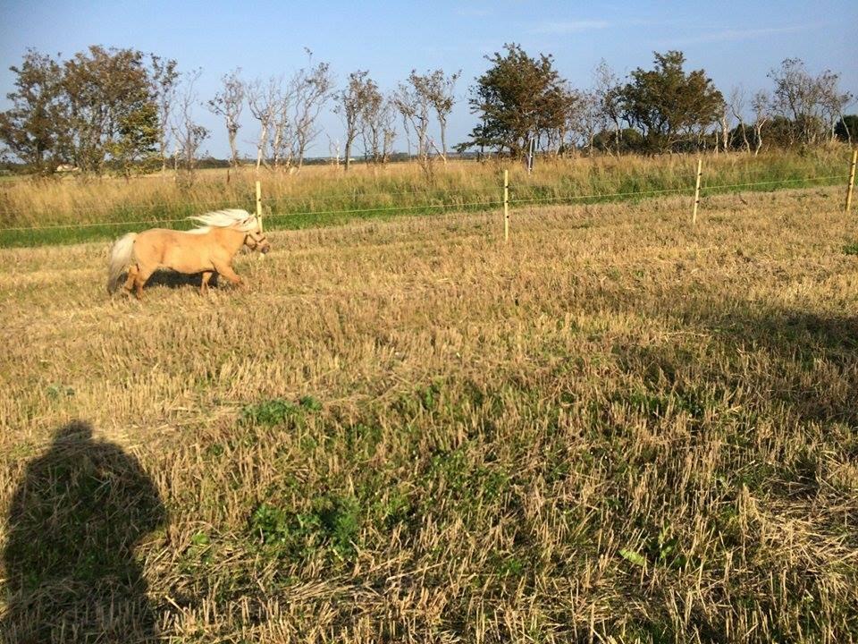 Dansk Miniature kenzo billede 8