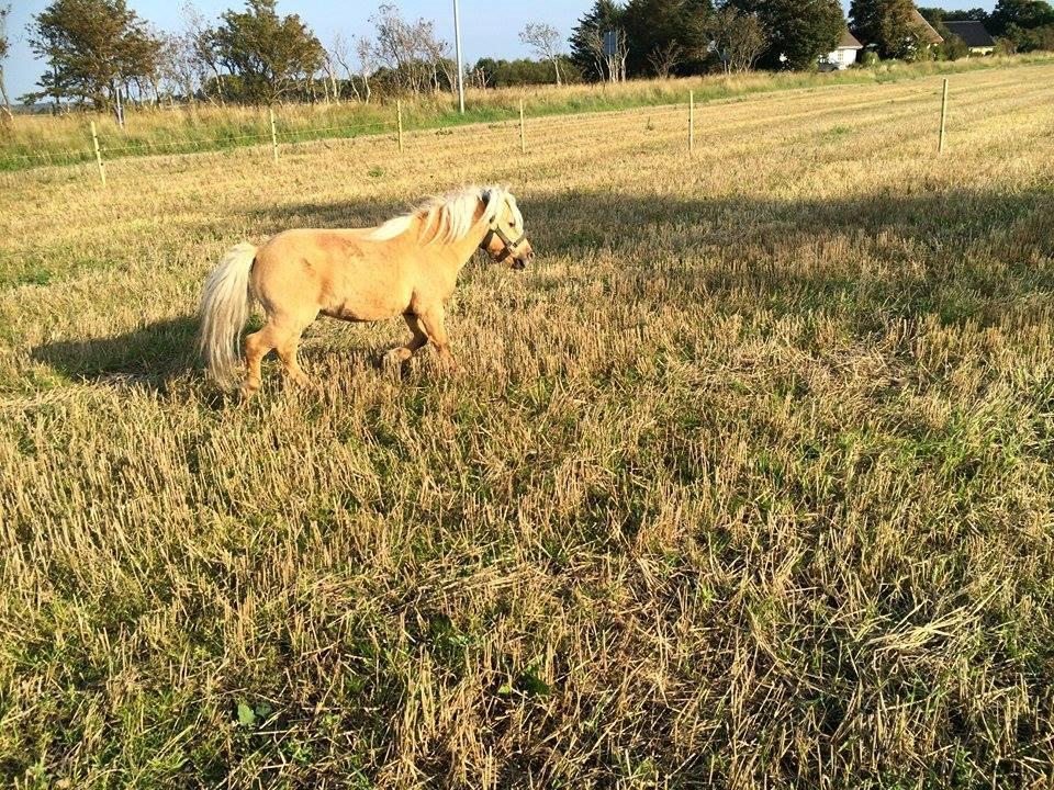 Dansk Miniature kenzo billede 10