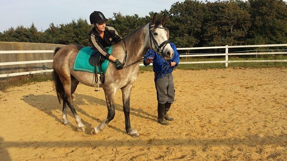 Anden særlig race Pegasus billede 17